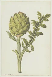 Alcachofa: Cynara scolymus, c.1568